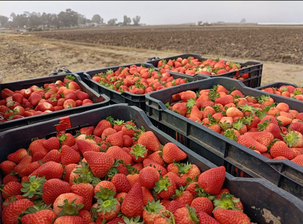 Cajas de fresas recién cosechadas en el campo