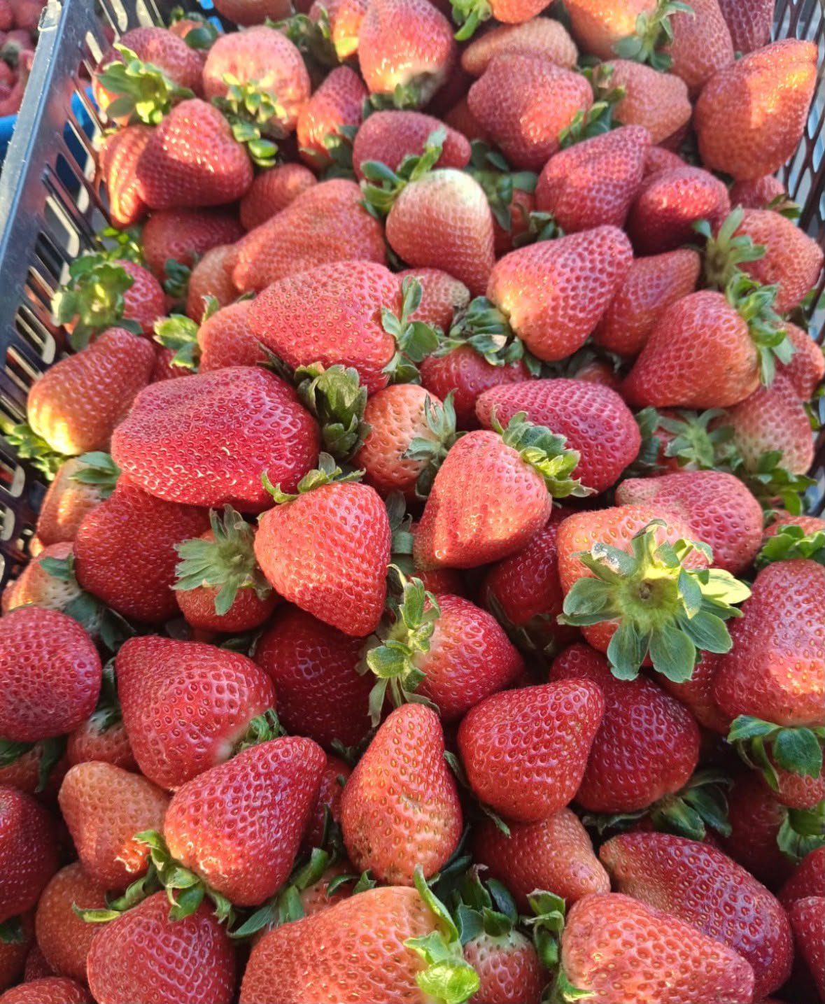 Fresas seleccionadas listas para caja de mayoreo